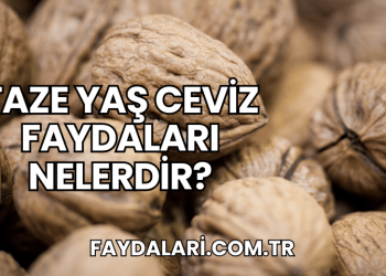 Taze Yaş Ceviz Faydaları Nelerdir?