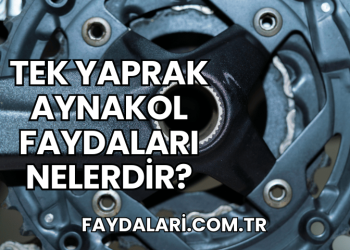 Tek Yaprak Aynakol Faydaları Nelerdir?