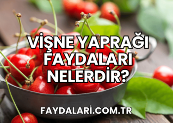 Vişne Yaprağı Faydaları Nelerdir?