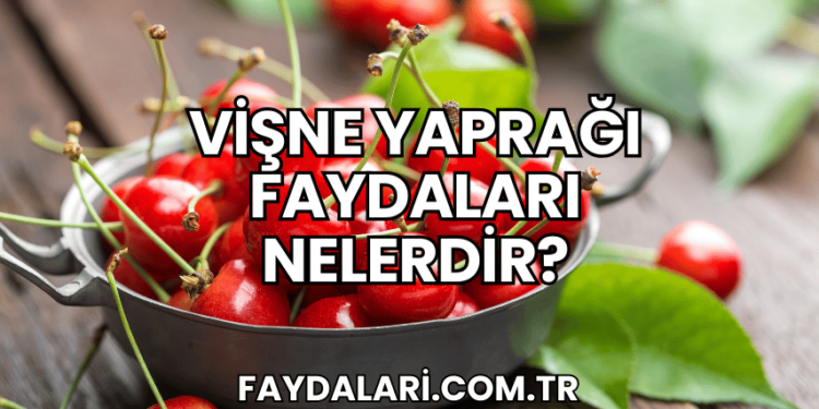 Vişne Yaprağı Faydaları Nelerdir?