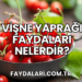 Vişne Yaprağı Faydaları Nelerdir?