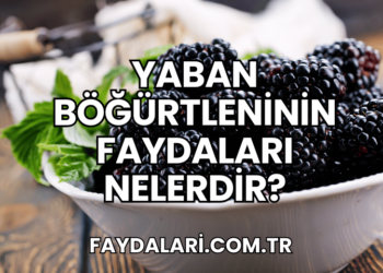 Yaban Böğürtleninin Faydaları Nelerdir?