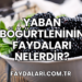 Yaban Böğürtleninin Faydaları Nelerdir?