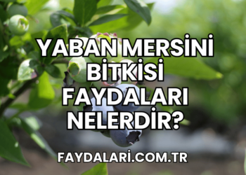 Yaban Mersini Bitkisi Faydaları Nelerdir?