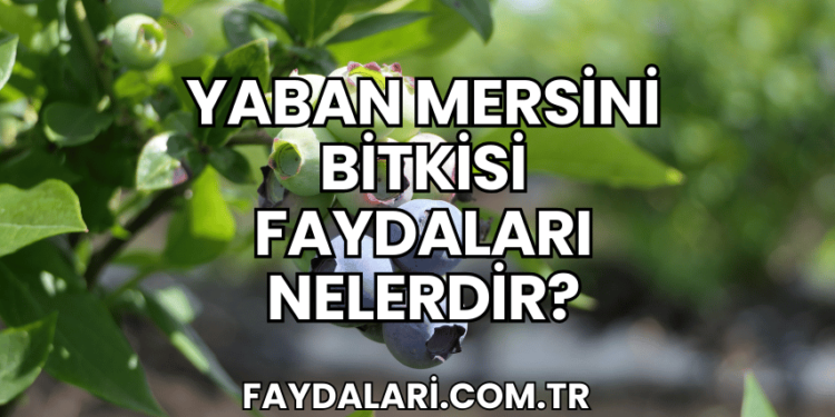 Yaban Mersini Bitkisi Faydaları Nelerdir?