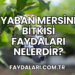 Yaban Mersini Bitkisi Faydaları Nelerdir?