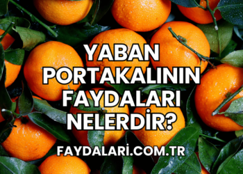Yaban Portakalının Faydaları Nelerdir?