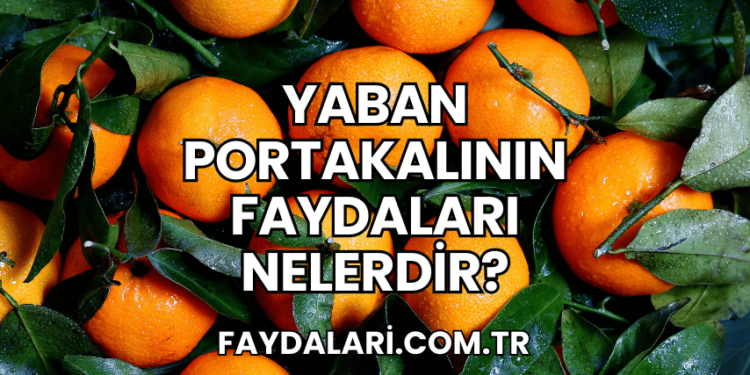 Yaban Portakalının Faydaları Nelerdir?