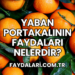 Yaban Portakalının Faydaları Nelerdir?
