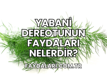 Yabani Dereotunun Faydaları Nelerdir?