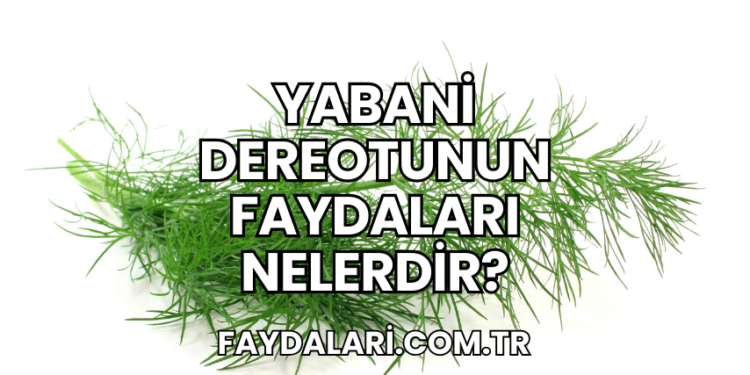 Yabani Dereotunun Faydaları Nelerdir?