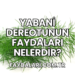 Yabani Dereotunun Faydaları Nelerdir?