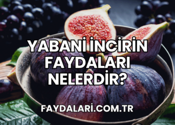 Yabani İncirin Faydaları Nelerdir?
