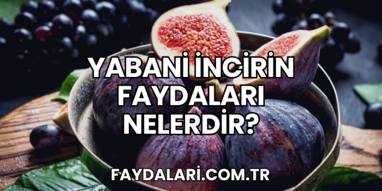 Yabani İncirin Faydaları Nelerdir?