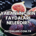 Yabani İncirin Faydaları Nelerdir?
