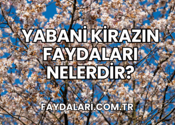 Yabani Kirazın Faydaları Nelerdir?