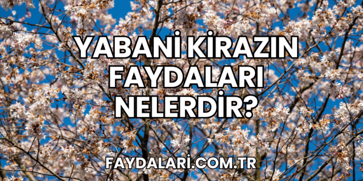 Yabani Kirazın Faydaları Nelerdir?