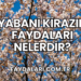 Yabani Kirazın Faydaları Nelerdir?