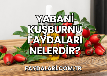 Yabani Kuşburnu Faydaları Nelerdir?