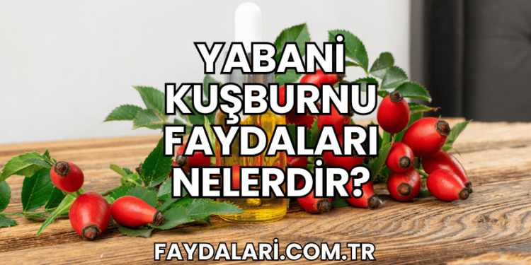 Yabani Kuşburnu Faydaları Nelerdir?
