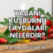 Yabani Kuşburnu Faydaları Nelerdir?