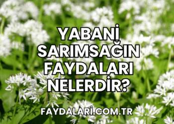 Yabani Sarımsağın Faydaları Nelerdir?