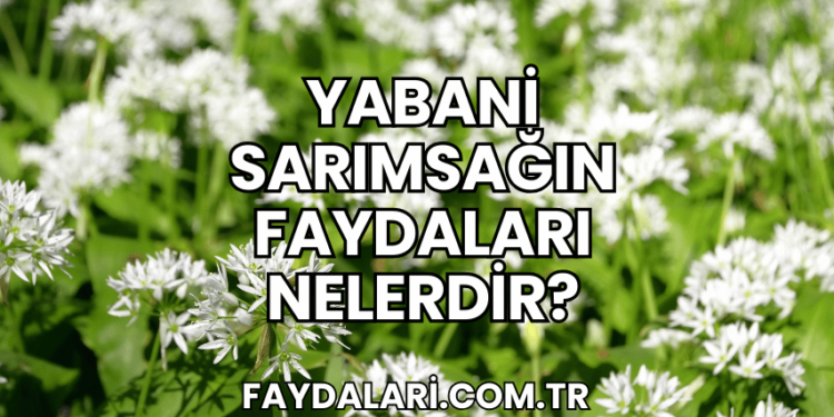 Yabani Sarımsağın Faydaları Nelerdir?