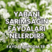 Yabani Sarımsağın Faydaları Nelerdir?