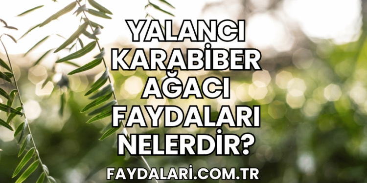 Yalancı Karabiber Ağacı Faydaları Nelerdir?