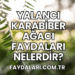 Yalancı Karabiber Ağacı Faydaları Nelerdir?