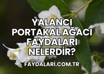 Yalancı Portakal Ağacı Faydaları Nelerdir?