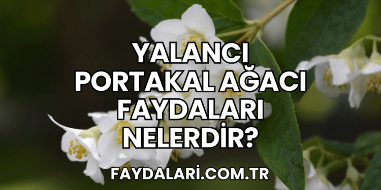 Yalancı Portakal Ağacı Faydaları Nelerdir?