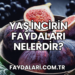 Yaş İncirin Faydaları Nelerdir?