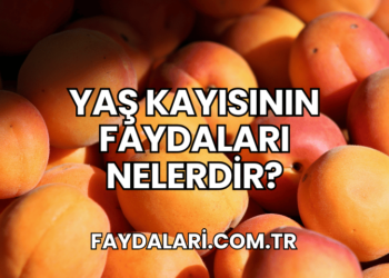 Yaş Kayısının Faydaları Nelerdir?