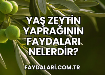 Yaş Zeytin Yaprağının Faydaları Nelerdir?