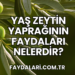 Yaş Zeytin Yaprağının Faydaları Nelerdir?