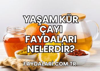 Yaşam Kür Çayı Faydaları Nelerdir?