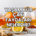 Yaşam Kür Çayı Faydaları Nelerdir?