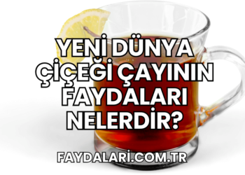 Yeni Dünya Çiçeği Çayının Faydaları Nelerdir?