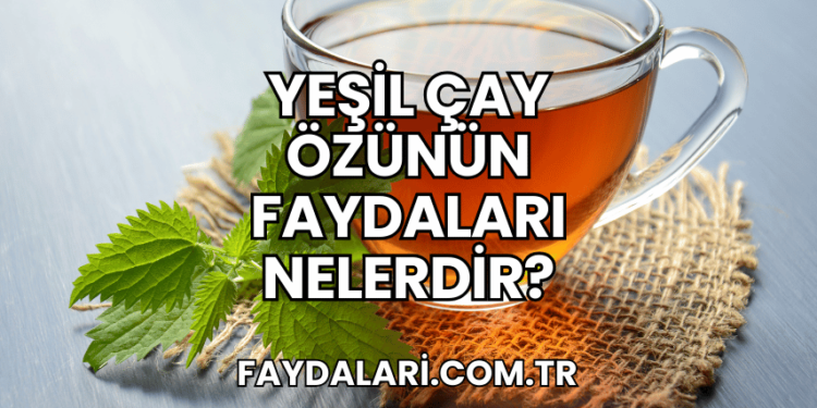 Yeşil Çay Özünün Faydaları Nelerdir?