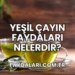 Yeşil Çayın Faydaları Nelerdir?