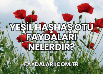 Yeşil Haşhaş Otu Faydaları Nelerdir?