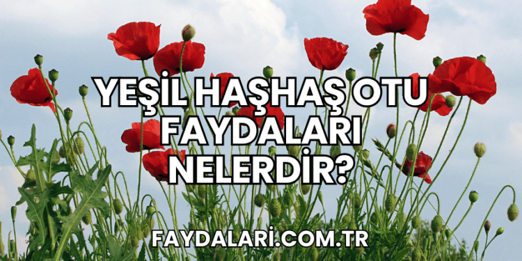 Yeşil Haşhaş Otu Faydaları Nelerdir?