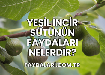 Yeşil İncir Sütünün Faydaları Nelerdir?
