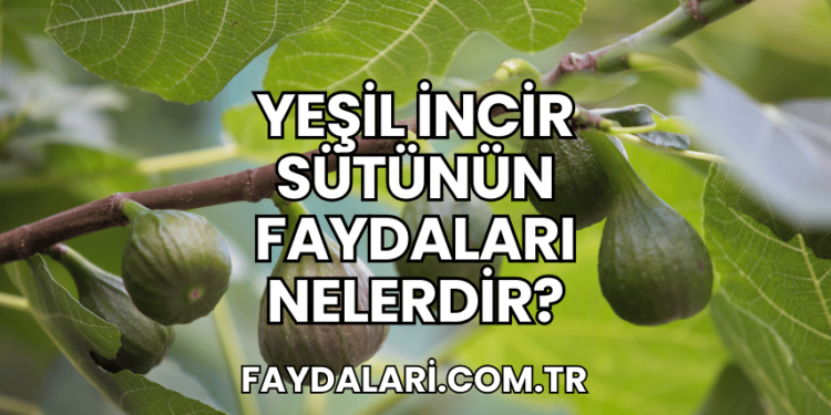 Yeşil İncir Sütünün Faydaları Nelerdir?