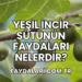 Yeşil İncir Sütünün Faydaları Nelerdir?