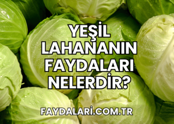 Yeşil Lahananın Faydaları Nelerdir?