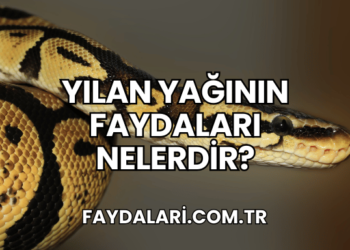 Yılan Yağının Faydaları Nelerdir?