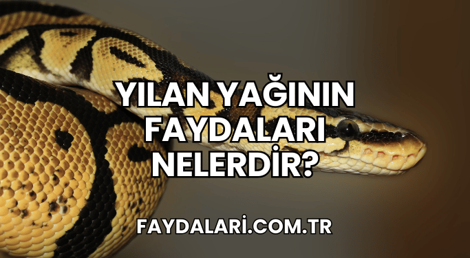 Yılan Yağının Faydaları Nelerdir?