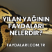 Yılan Yağının Faydaları Nelerdir?